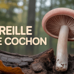 Oreille de cochon champignon brun rosé sur souche en forêt